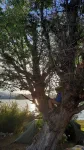 Et toujours le Nahuel-singe qui lit dans les arbres