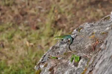 Des cohortes de lézards multicolores se réchauffent au soleil