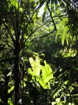 Parque Nacional Braulio Carillo