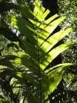 Parque Nacional Braulio Carillo
