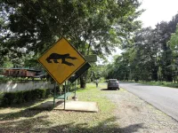 Attention, traversée de paresseux !