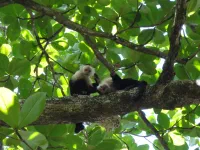 Singes Capucins en pleine action
