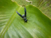 Parc National Tortuguero