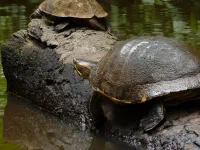 Tortues d'eau douce