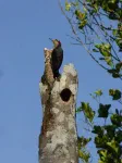 Cahuita