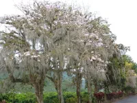 Ujarras