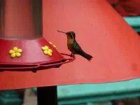 Petit déjeuner d'un colibri