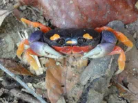 Petit crabe