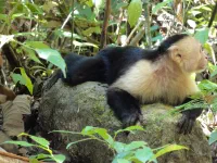 Singe Capucin attendant une masseuse