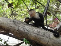 Jeune Singe Capucin devant son déjeuner