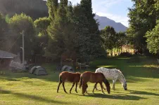 Au chili, les chevaux, vaches, moutons, chiens, chats, etc. vaquent tranquillement entre les tentes