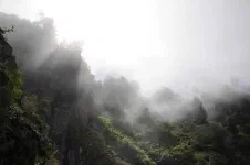 La brume danse entre les arbres pendant la pause déjeuner