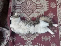 Une vie de chat...