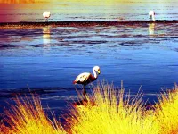 Flamants roses