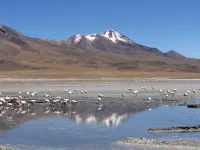 Les flamants roses peuvent boire l'eau de ces lagunes, extrêmement chargée en sel et autres minéraux, grâce à un système de filtration très efficace dont ils sont nantis.