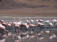 Ces flamants sont déjà un peu plus roses.