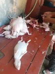 Préparation des cuy : ils sont d'abords épilés puis vidés, laisser 2h dans de la saumure, avant de passer en cuisine