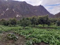 Avocatiers et haricots : c'est de l'agroforesterie