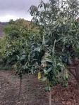 Une partie des avocats est destiné à l'exportation : les moins bonnes variétés, celles qui ont la peau épaisse et dure afin de résister au transport