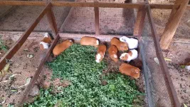 Des cuy sur pattes, ils sont beaucoup plus mignons comme ça.