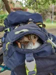 Passager clandestin