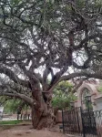 Cette arbre a environ 700 ans. Il a donc commencer à pousser avant la colonisation espagnole