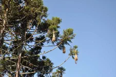 Des nids dans les araucarias