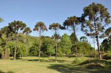 De beaux araucarias