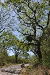 Forêt humide, grands arbres, épiphytes