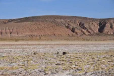Groupe de nandus sur l'altiplano
