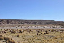 Et évidement les innombrables lamas