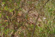 Un colibri fait des cabrioles sur cette photo. Sauras-tu le retrouver ?