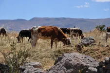 Entre Puquio et Huampulla
