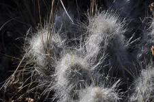 Entre Puquio et Huampulla