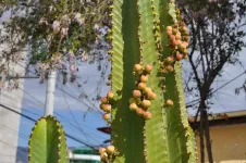 Puquio