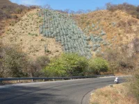 Champ d'agaves à flanc de montagne, pour fabrique du Mezcal. On ne s'embête pas avec les cultures en terrasse içi.