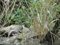 Crocodile