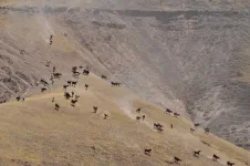 Spectacle pendant qu'Olivier répare un pneu : des vaches dévalent la montagne en courant