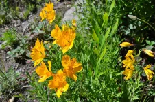 On trouve ces jolis fleurs par centaines au bord des routes