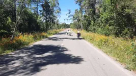 Des fleurs par milliers sur le bord des routes !