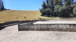 Séance de dressage
