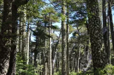 Forêt primaire d'araucarias
