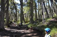 Des fourmis parmi les géants