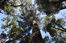 Parc National Villarica
