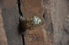 Des mini-abeilles fabriquent une structure