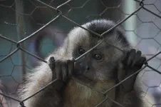 Petit singe en cabane