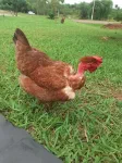 Poule dégarnie mais c'est normal, c'est l'espèce qui veut ça