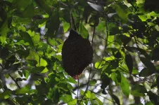 Ruche de mini-abeilles