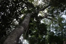 Chaque arbre est le support d'une multitude de plantes