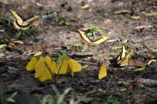 Papillons
